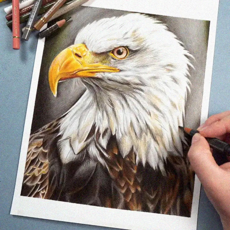 Perfecting an Eagle Sketch with Color