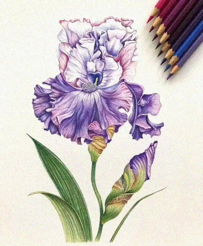 Purple Iris: Artistry in Colored Pencil