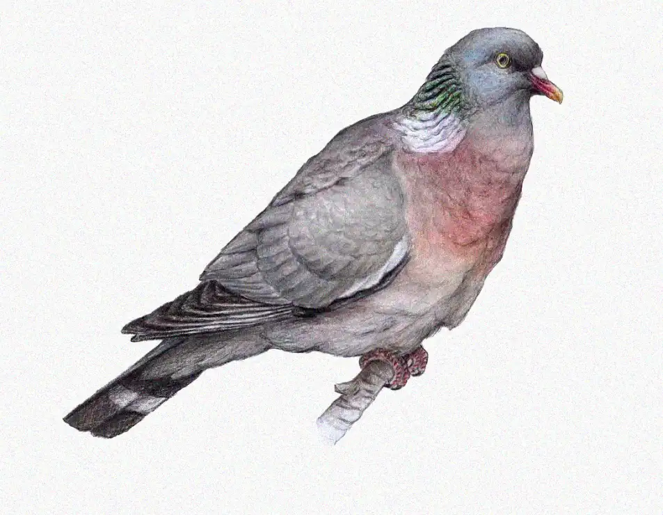 Pigeon Portrayed in Delicate Grays and Pinks